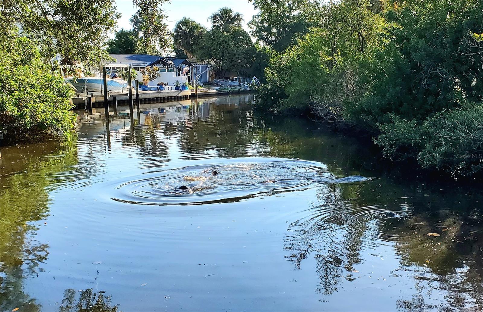 Manatees