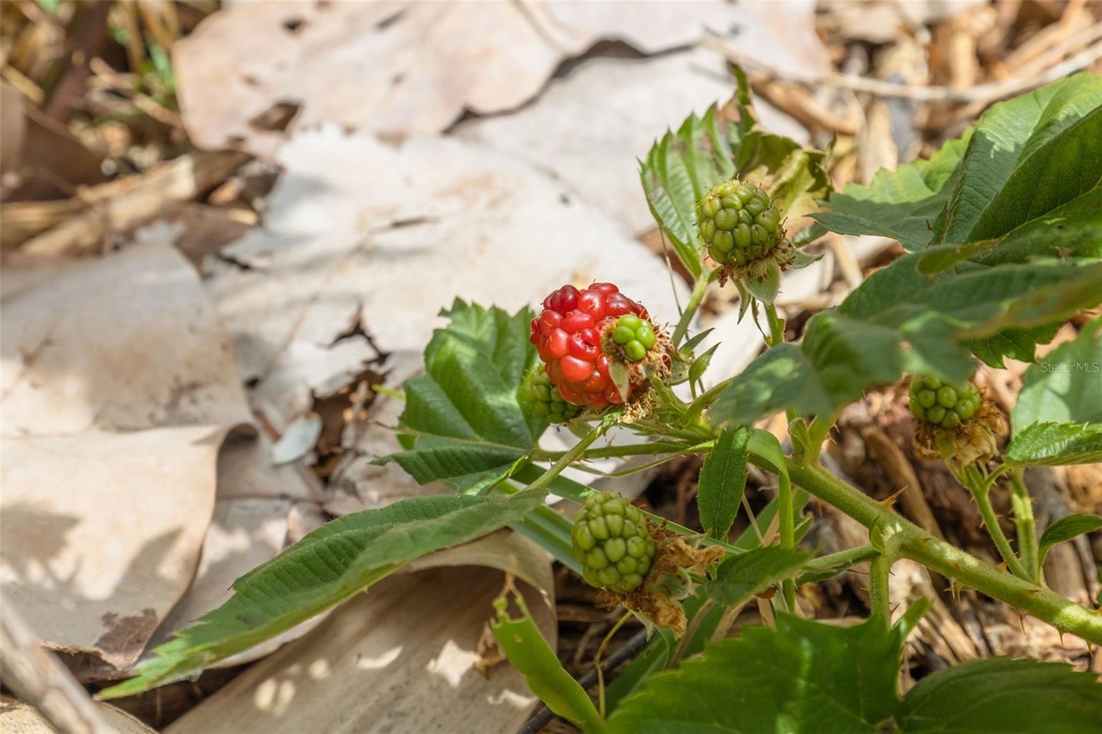 Fruit bearing plants and trees