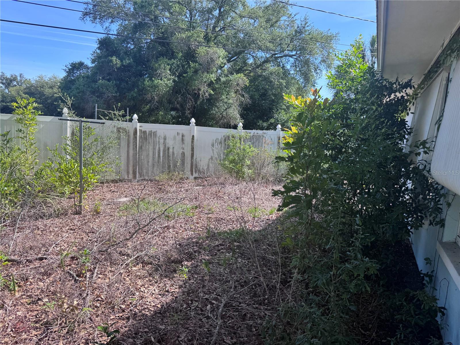 Back Yard