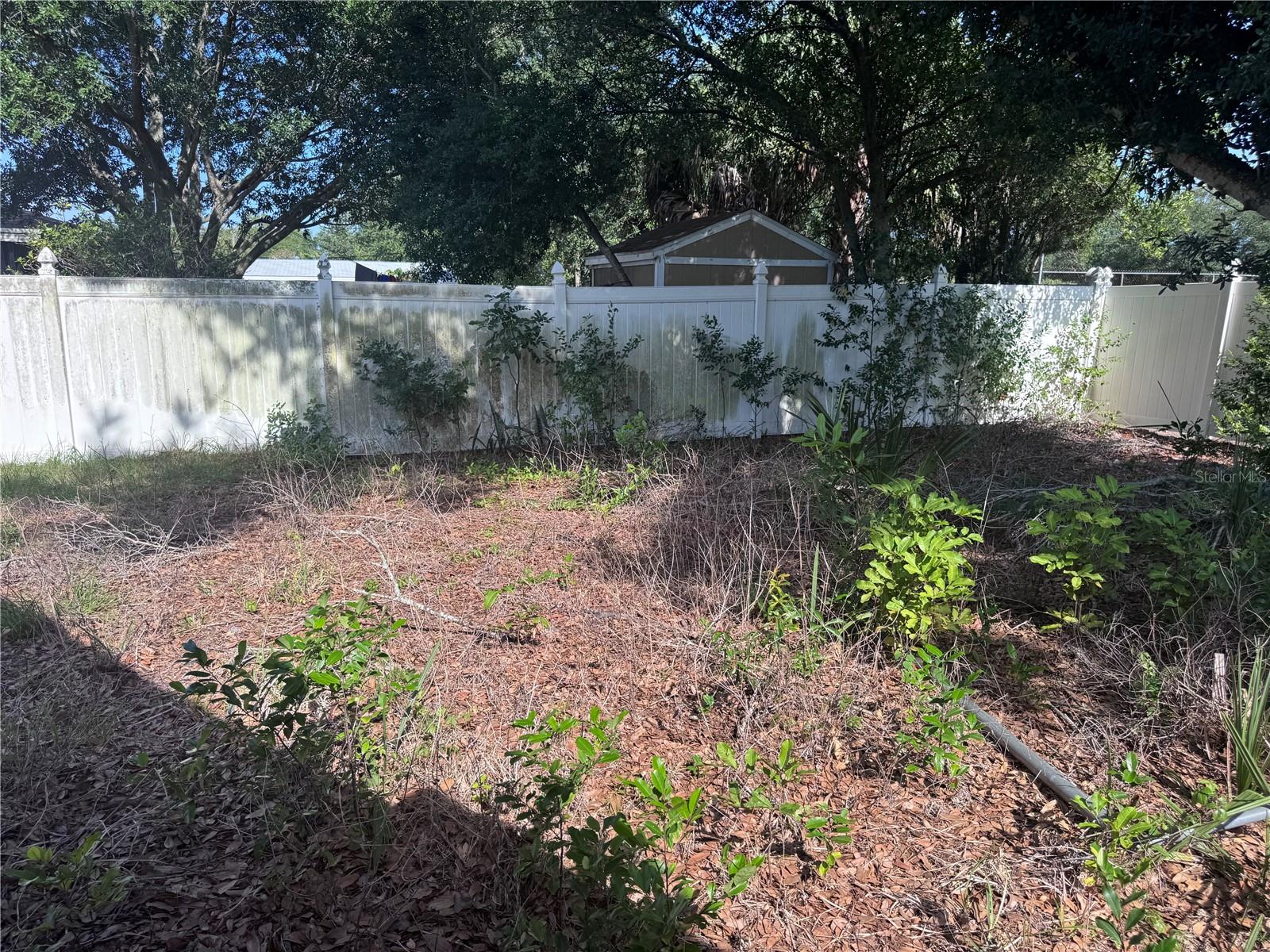 Back Yard