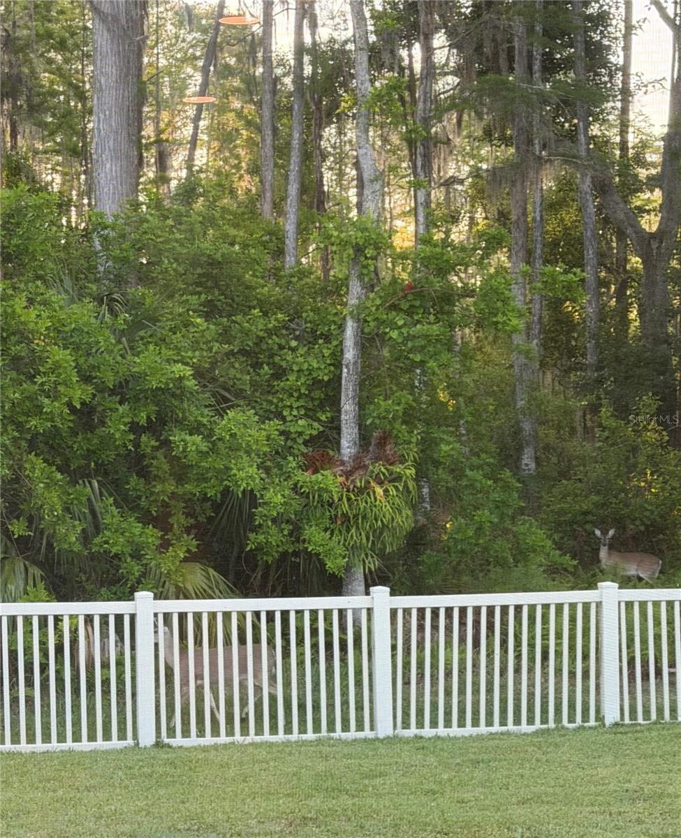 Deer in your backyard!