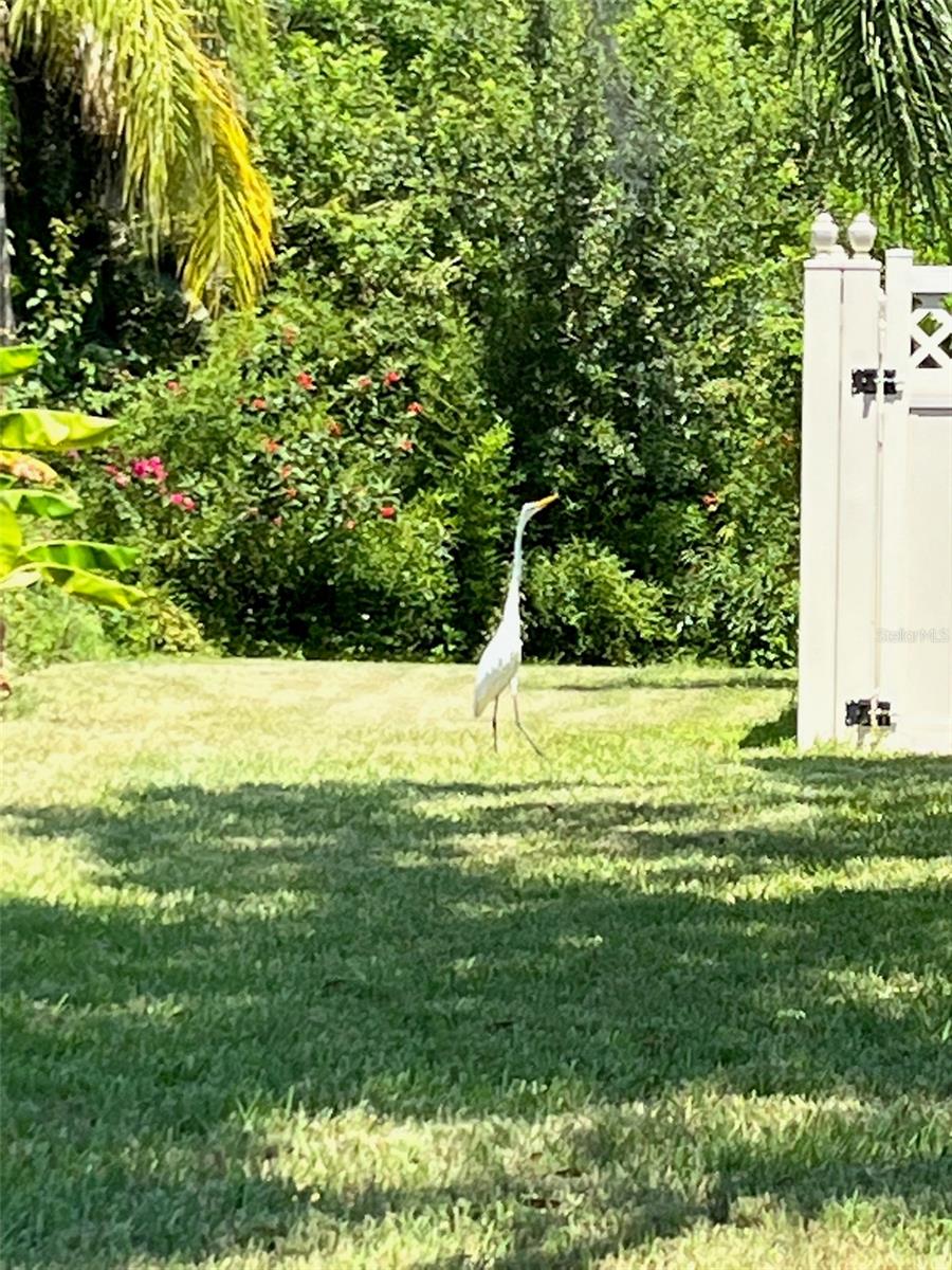Additional Yard Space on the Left Side of the Fence