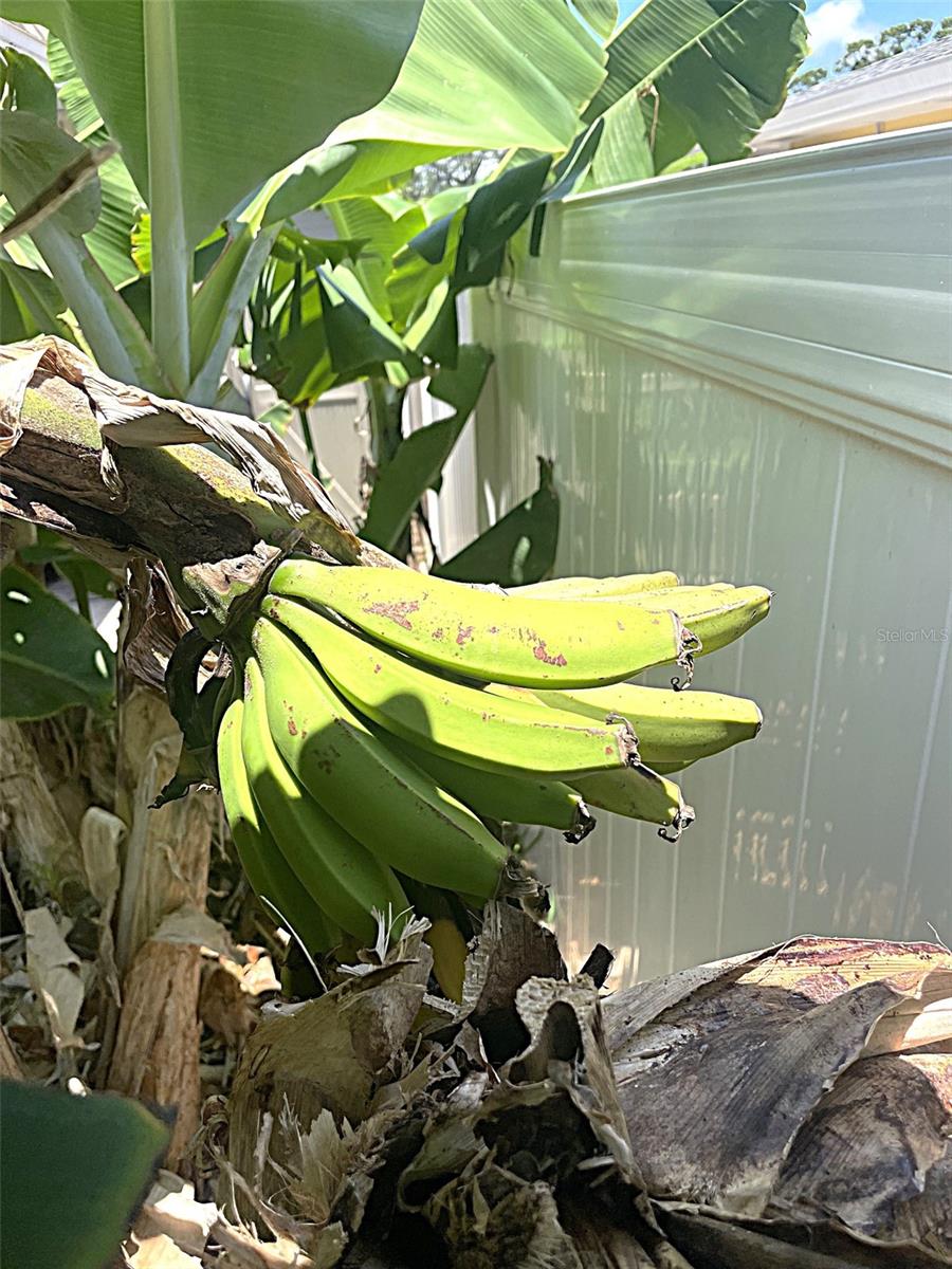 Fresh Bananas anyone?