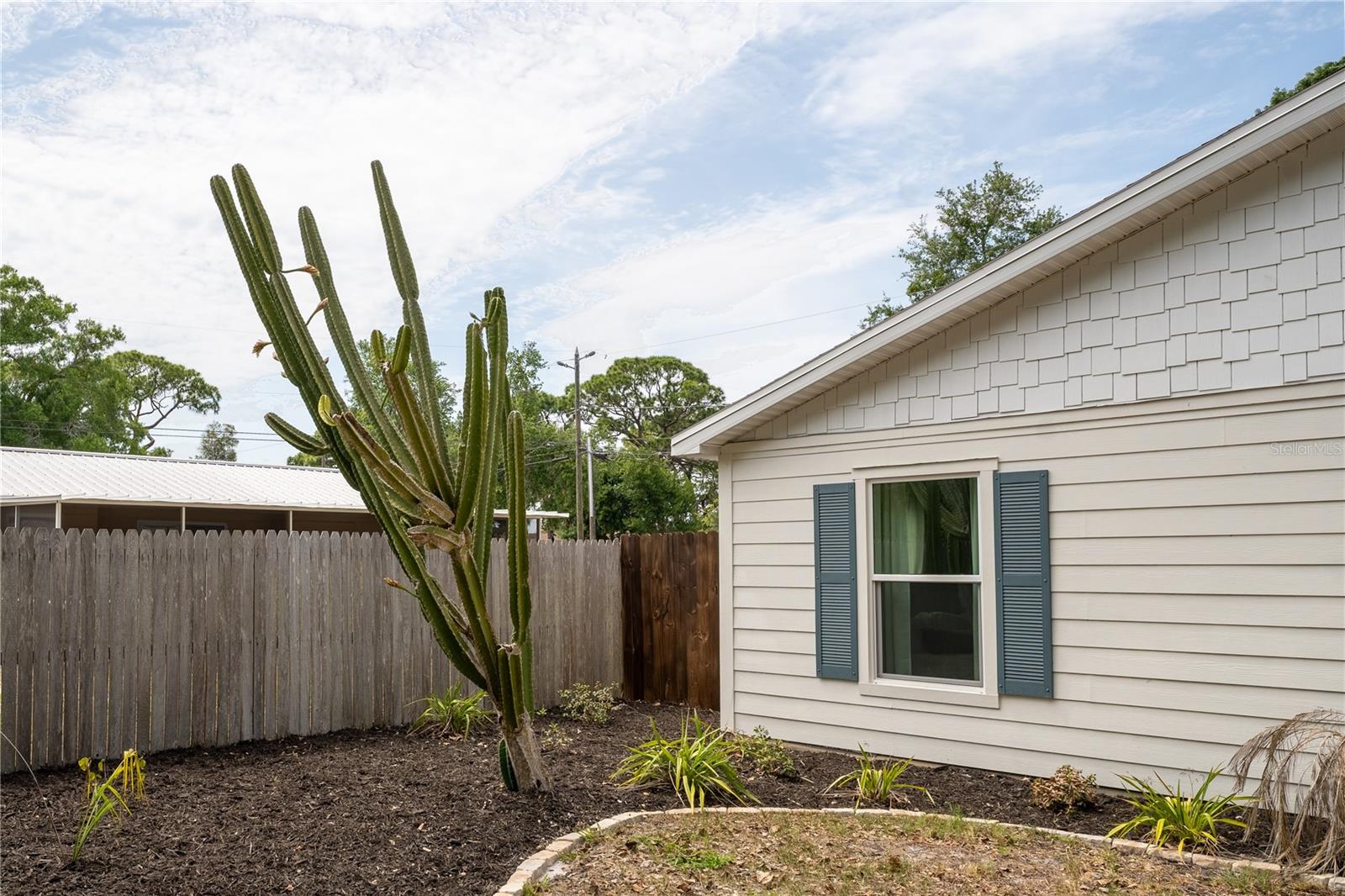 Large blooming cactus is front yard