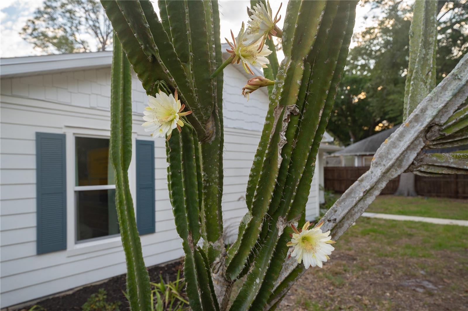 Large blooming cactus in front yard