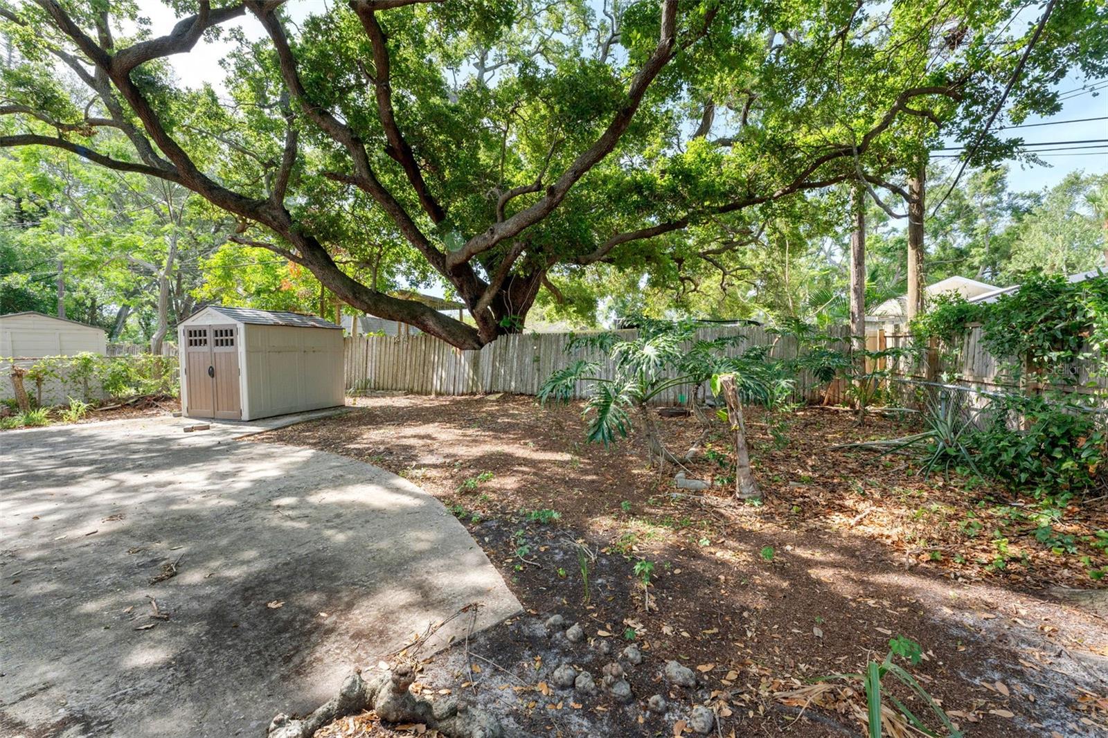 Back yard