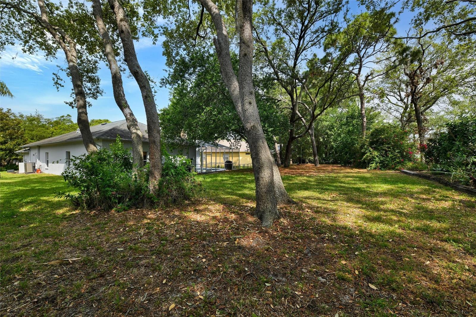 Big Back Yard