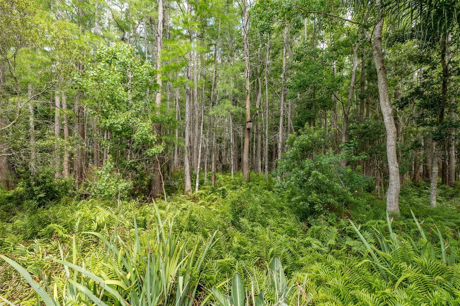Conservation view