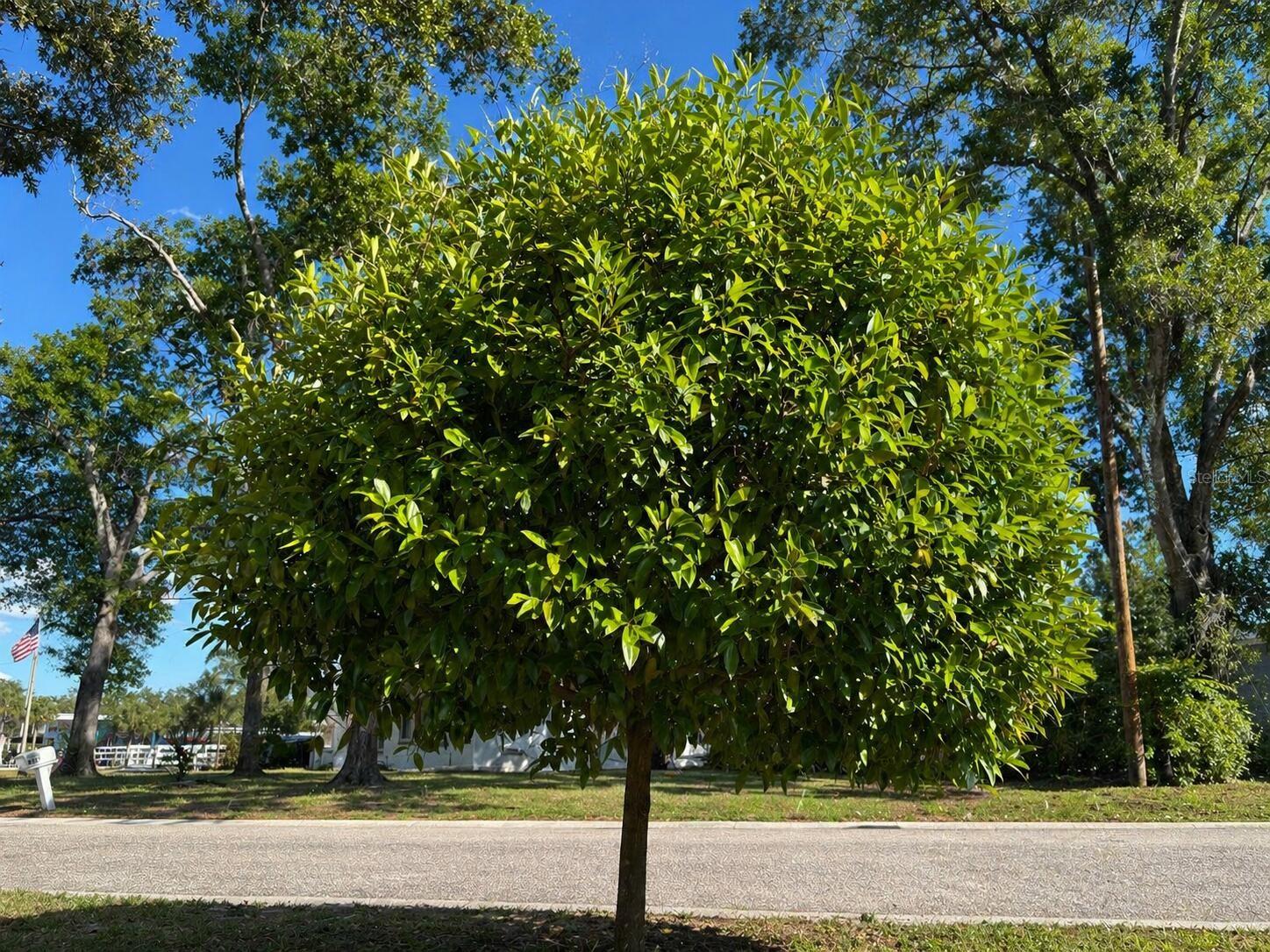 O6407119