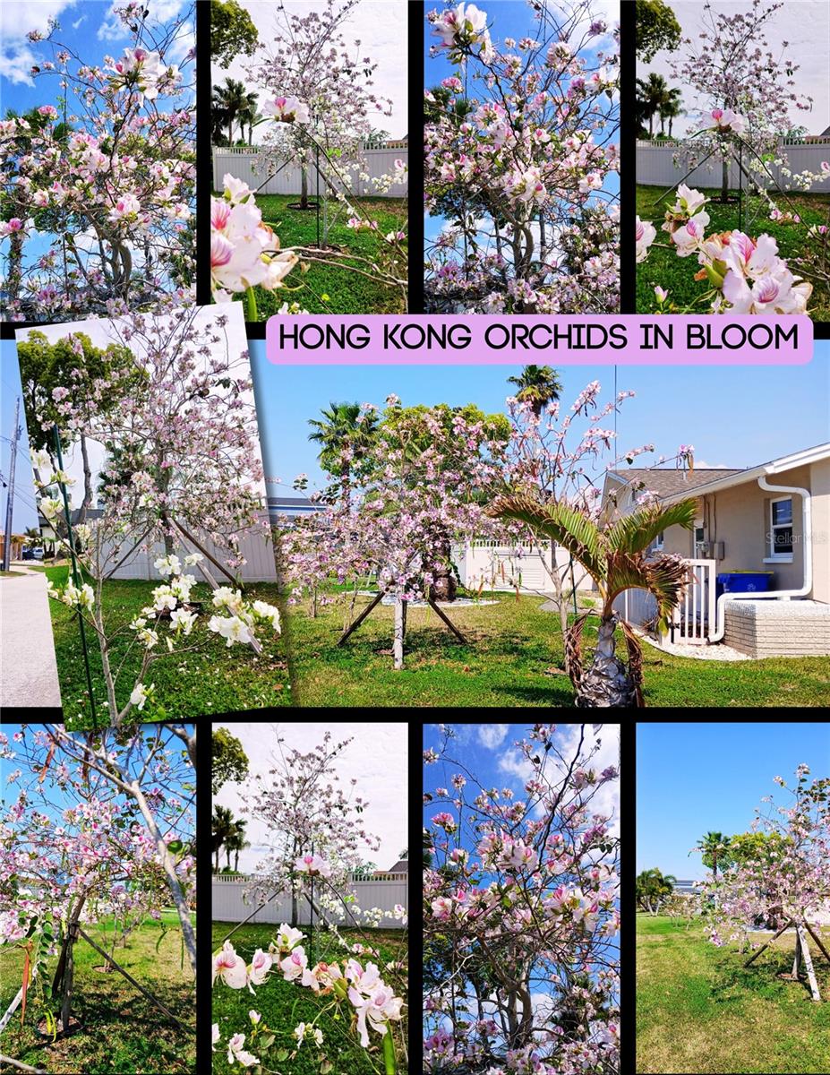 Gorgous Hong Kong Orchid Trees  provide color and beauty