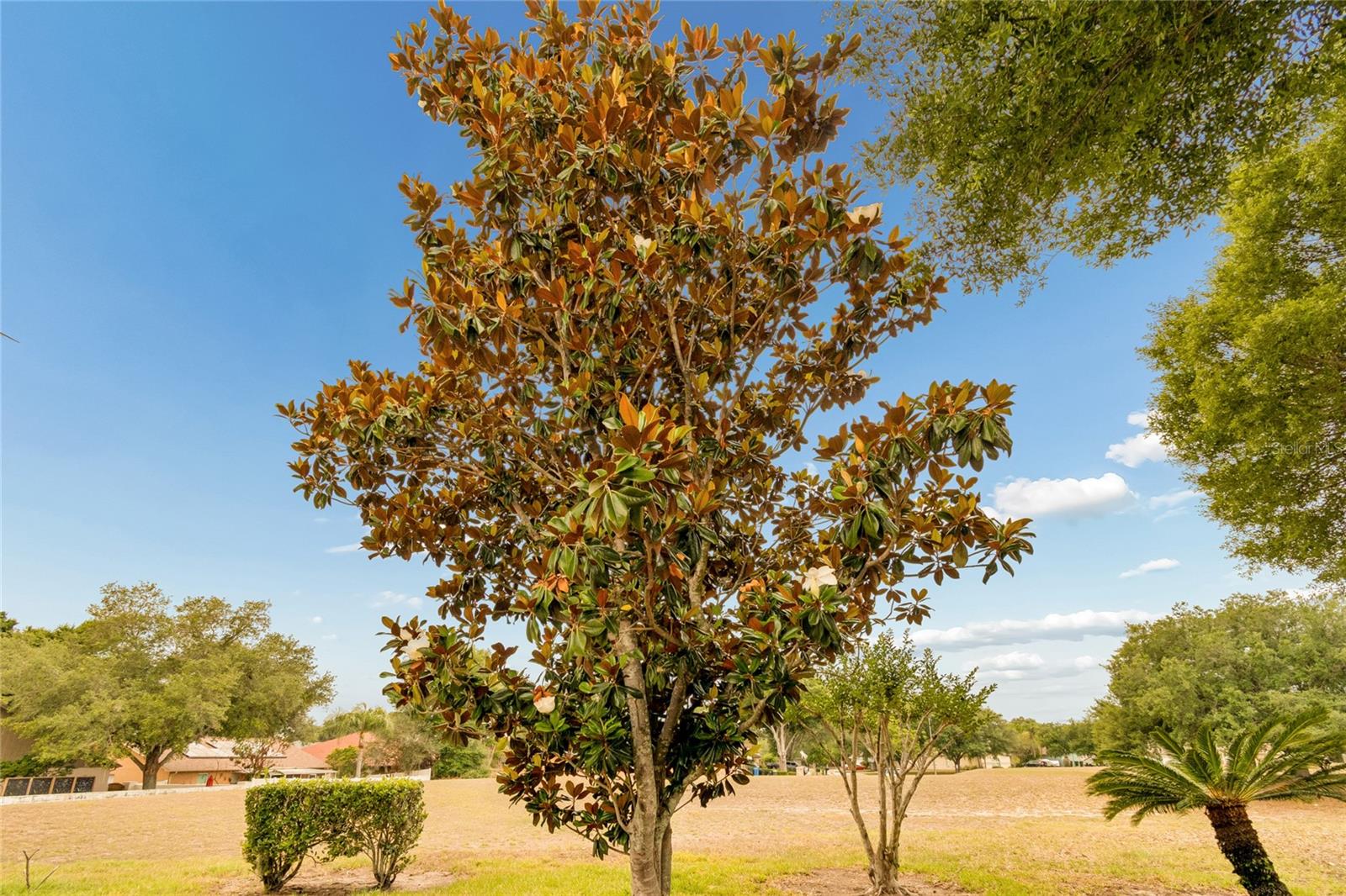 Mature Magnolia Tree representing the floorplan Magnolia