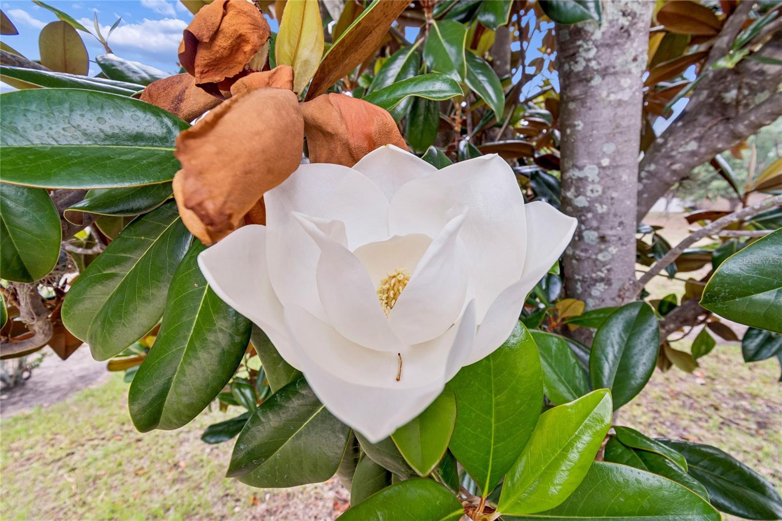 Magnolia in Bloom