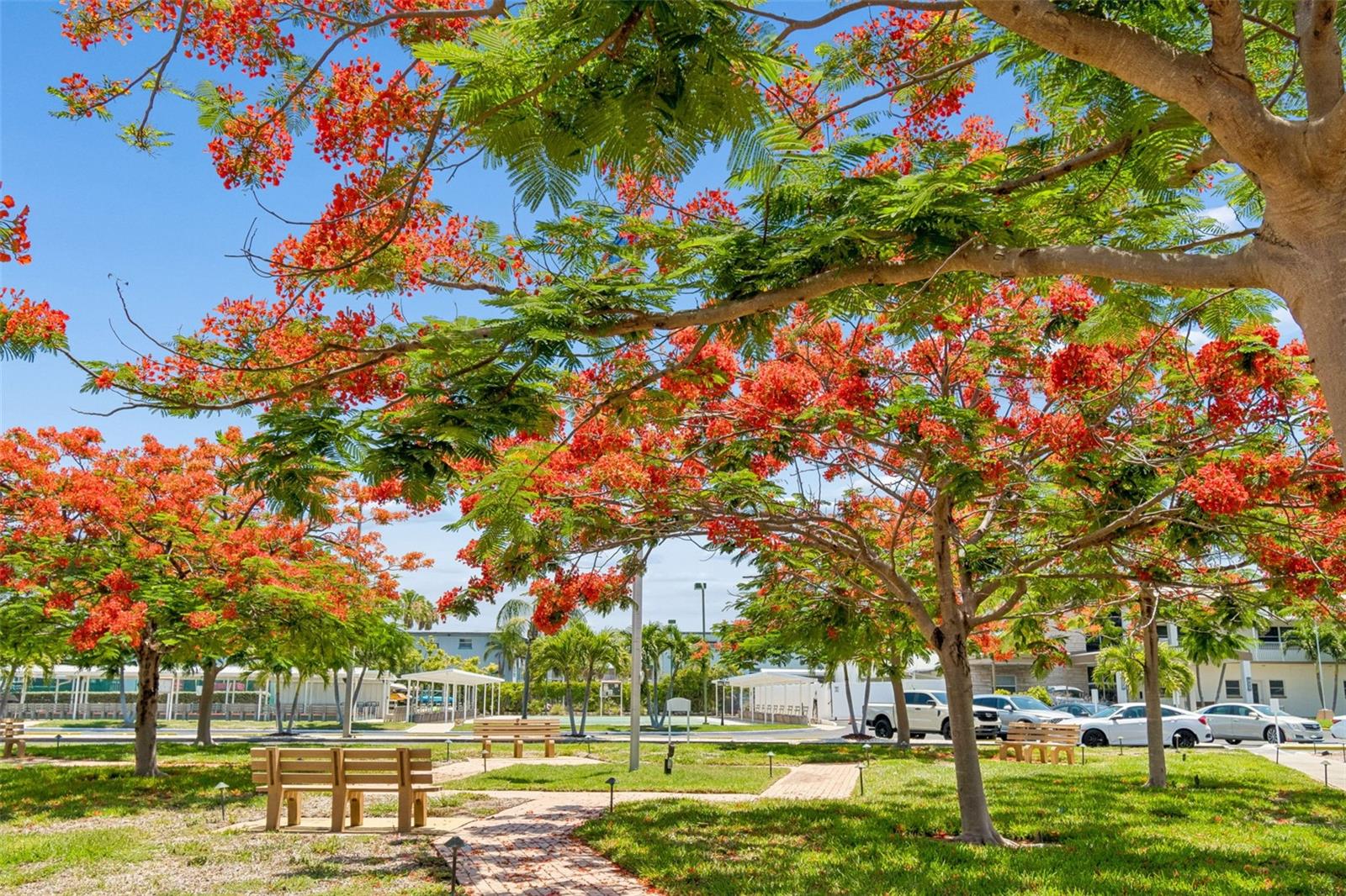 Jacaranda Trees