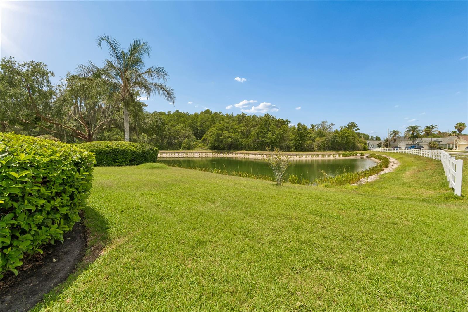 Pond Views