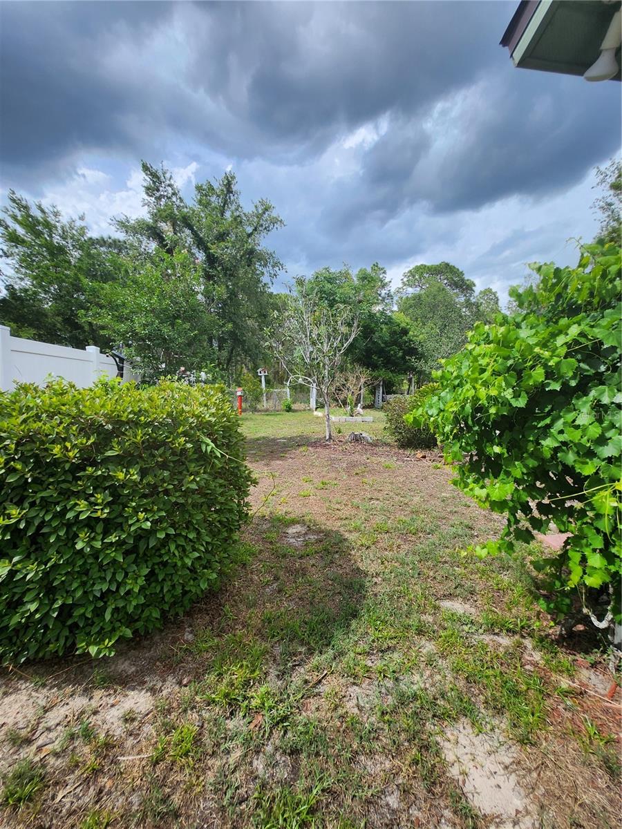 Left side view of backyard