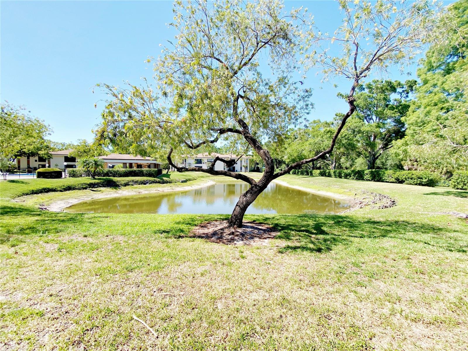 View of Pond from back