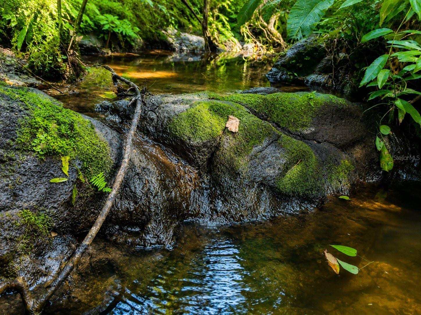 Spring-fed Creek on the property.