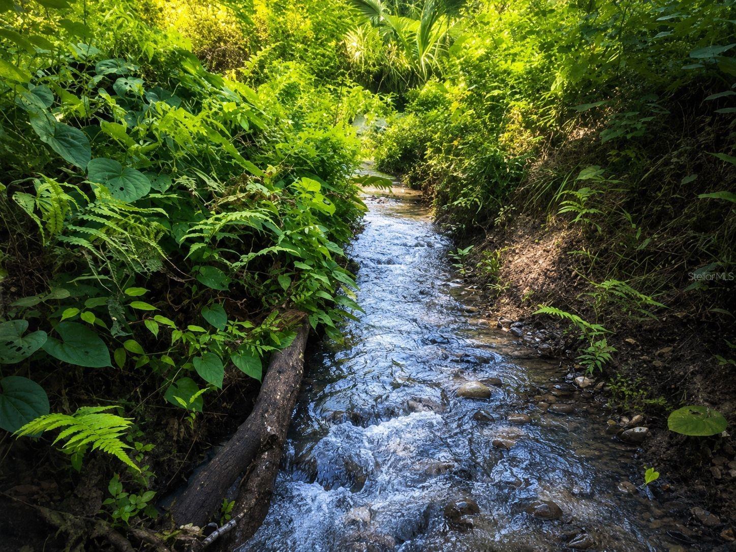 Spring-fed Creek on the property.