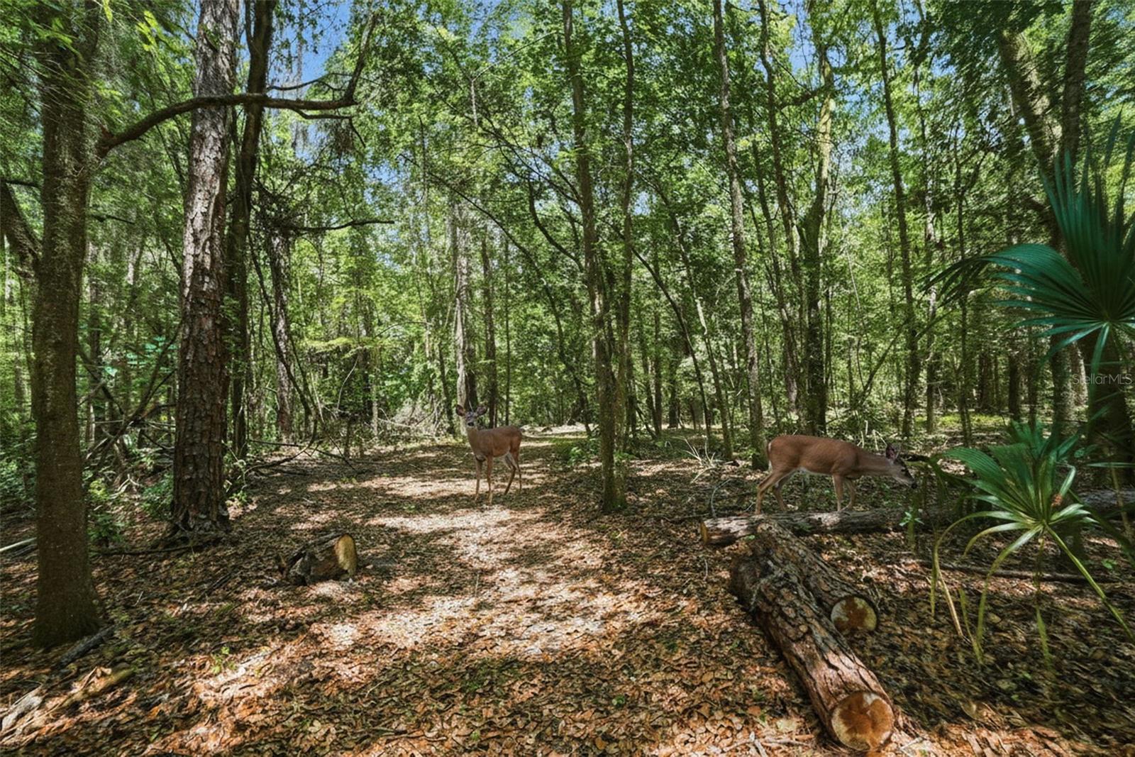 Deer on the property!