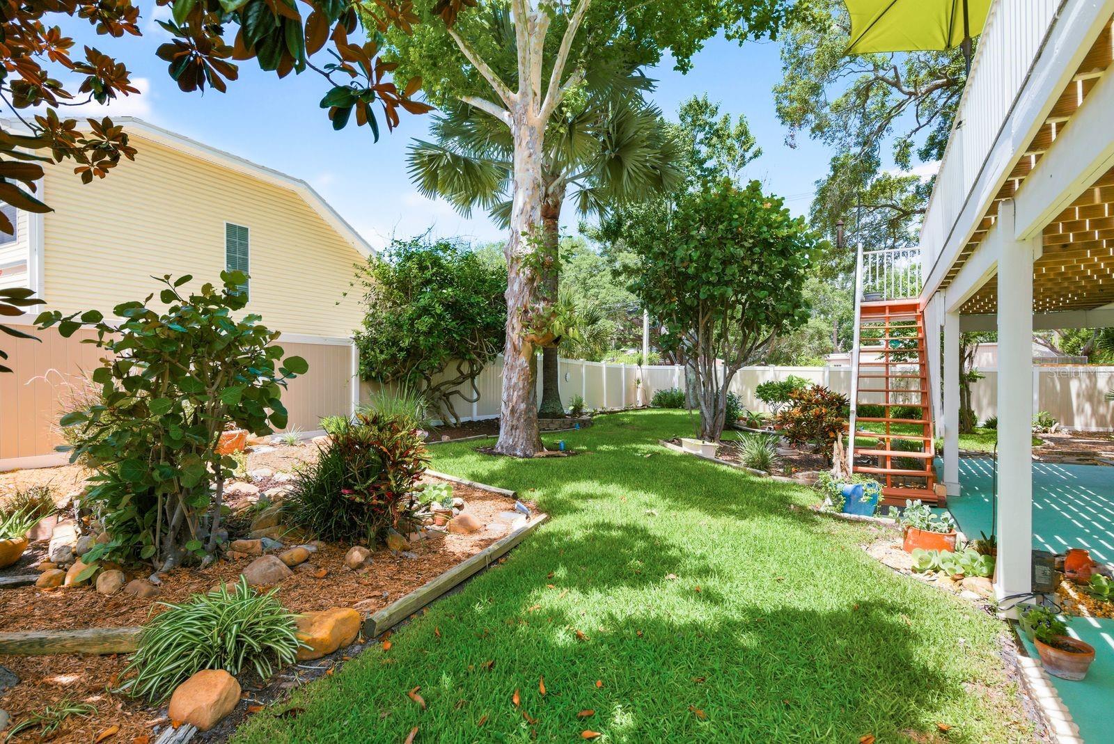 Garden with sycamore, florida wysteria, red maple, Palm tree, sea grape, hibiscus, frangipani & magnolia tree.