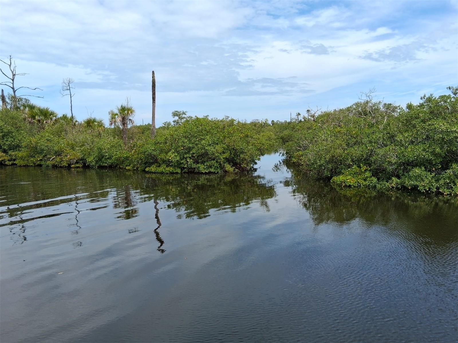 Water & mangrove serenity!