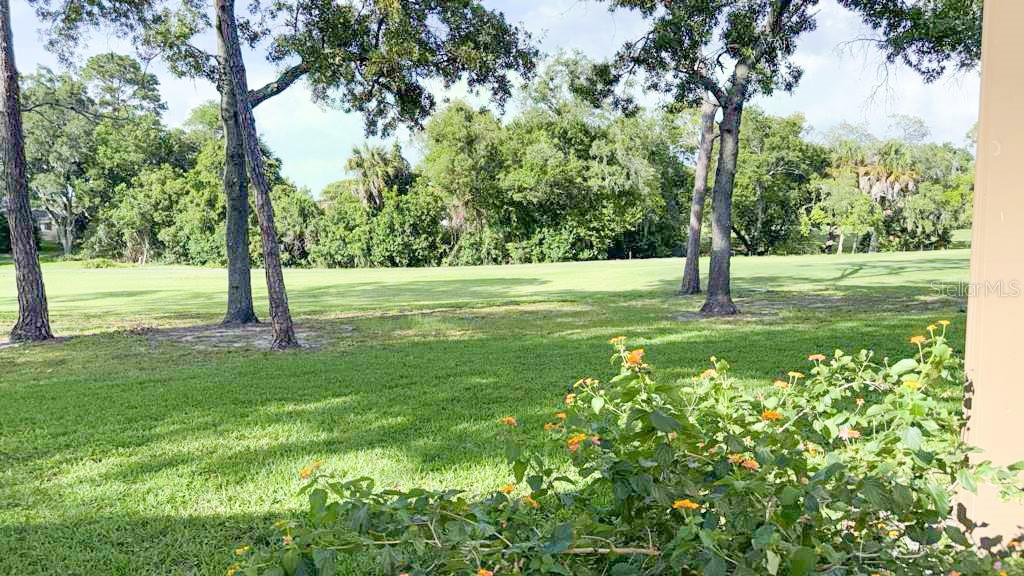 Still your back yard
