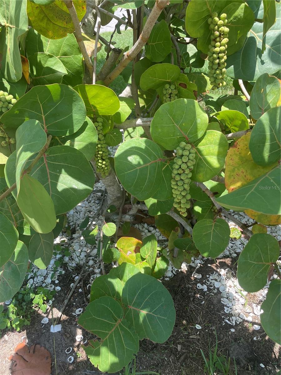 Sea Grape Trees