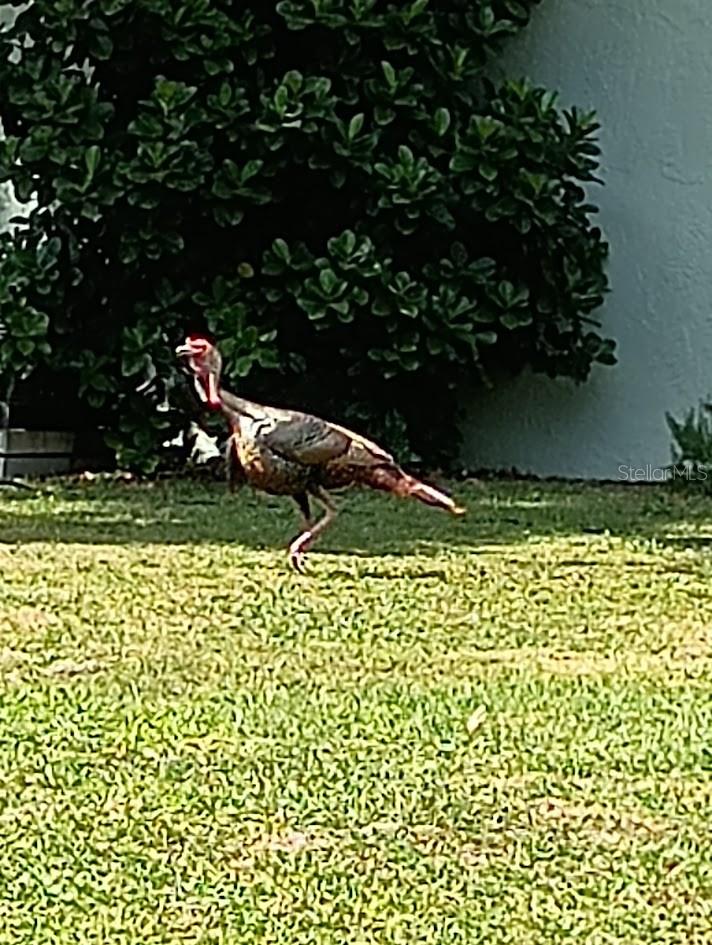 wild turkey visiting!