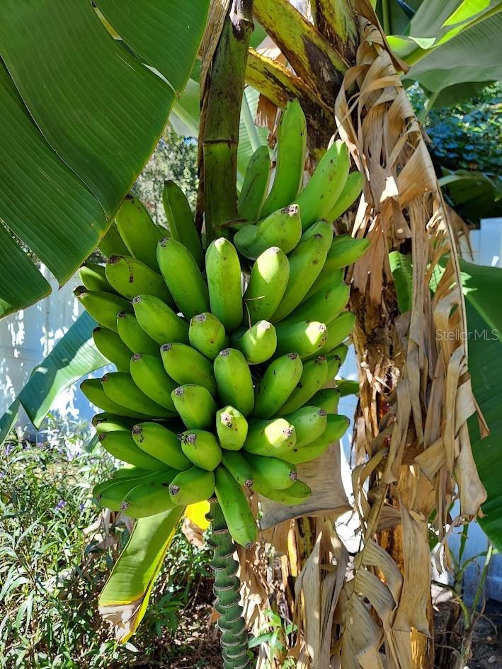banana trees growing in the backyard.