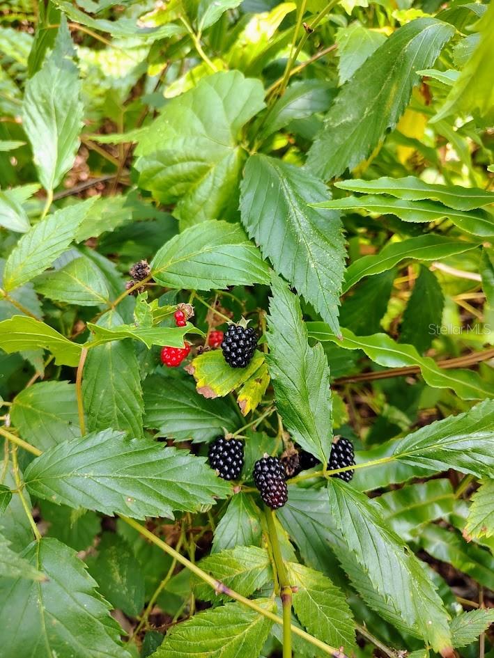 growing on the back agreage