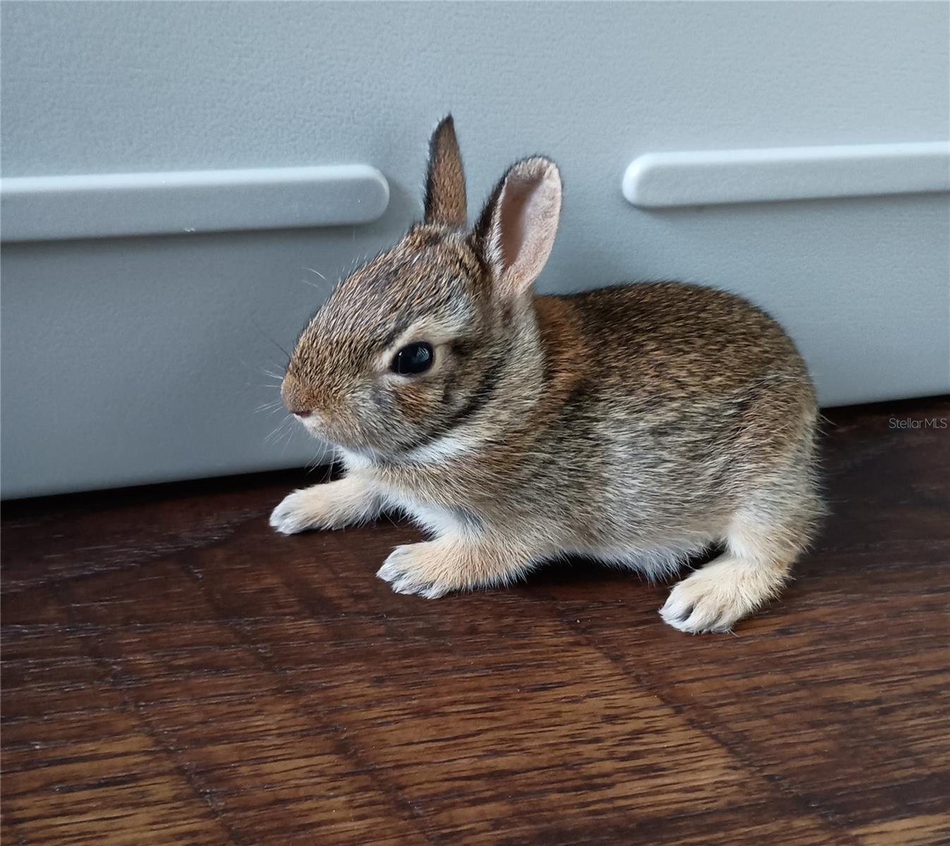 saved this baby bunny!
