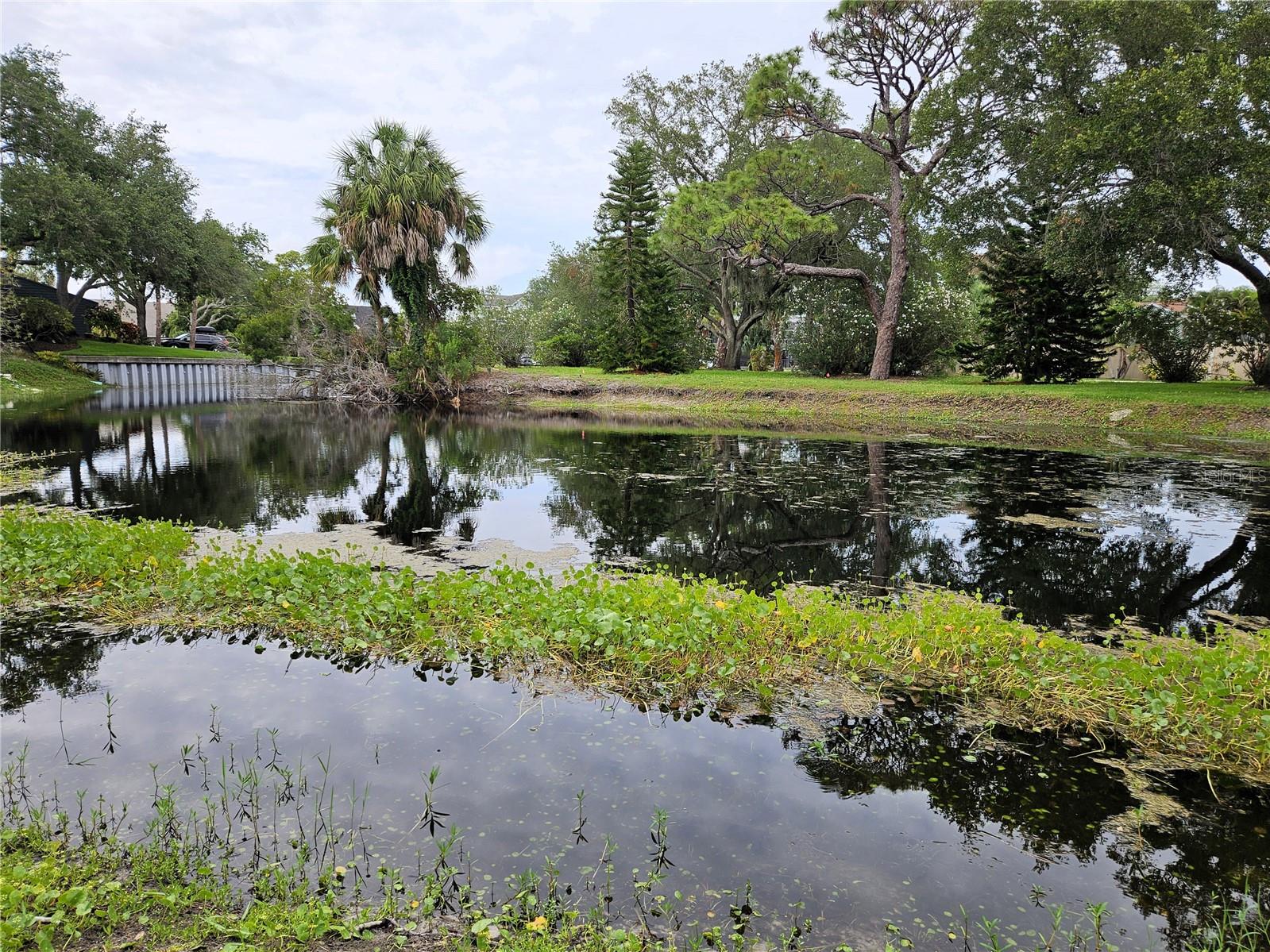 View of the pond