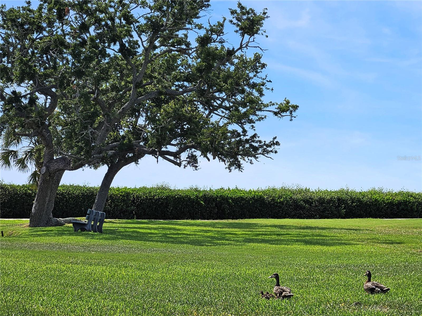 Serene nature walks