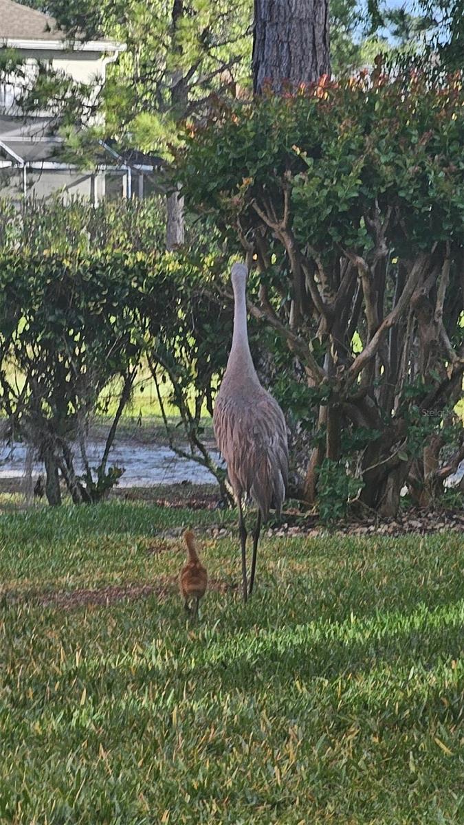 BIRDS COMMON IN NEIGHBORHOOD