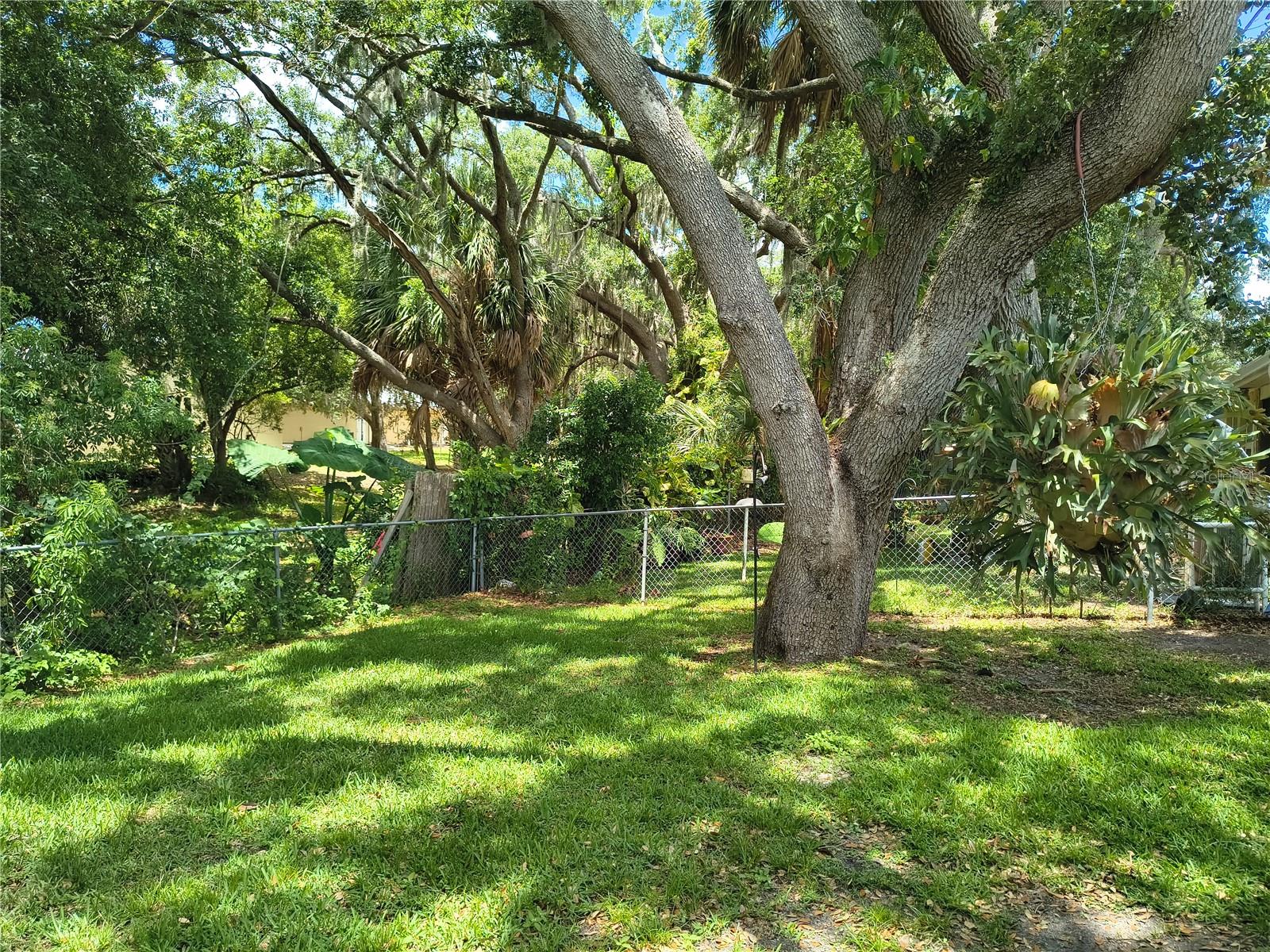 Lush Paradise in an X Flood Zone
