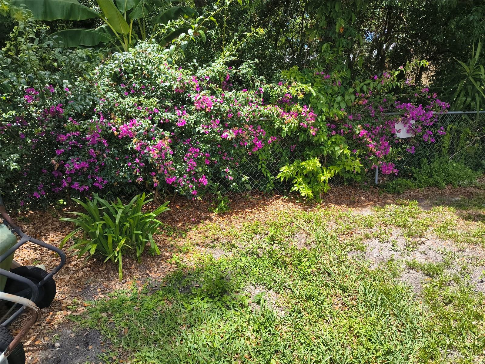 Lovely plants