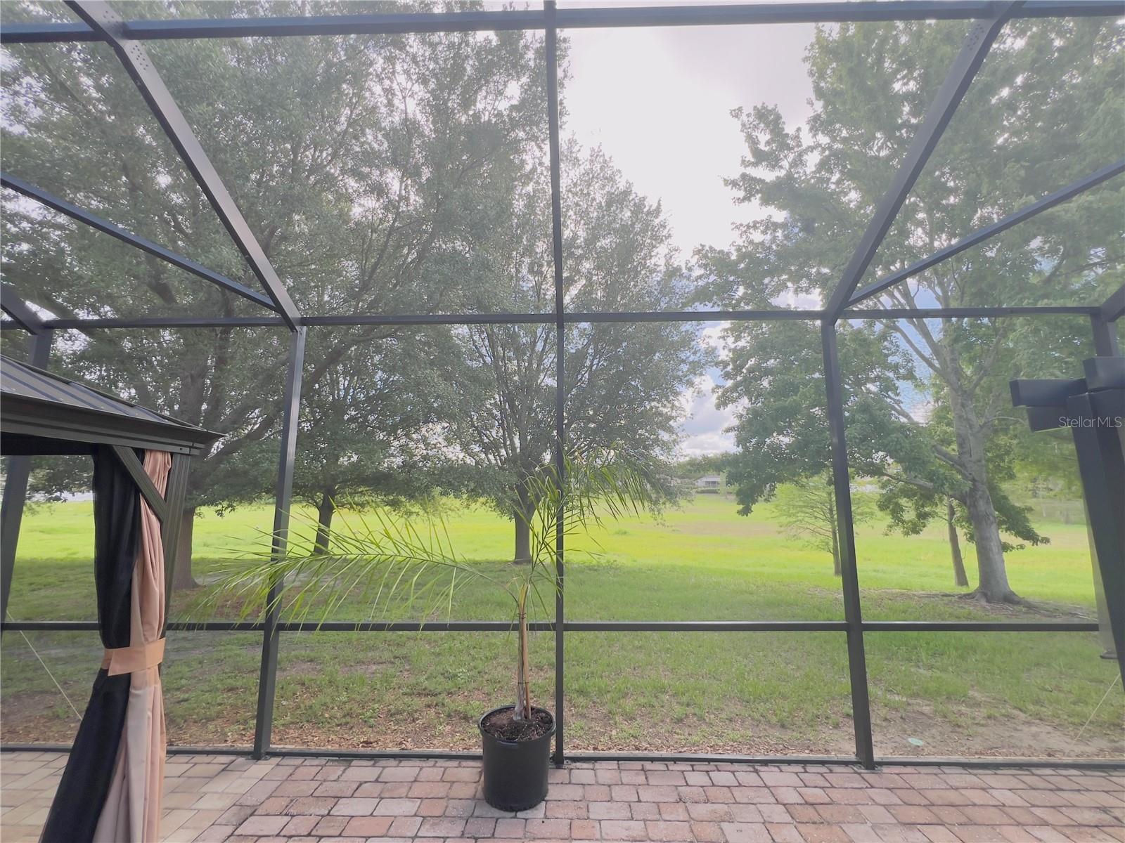 Backyard view