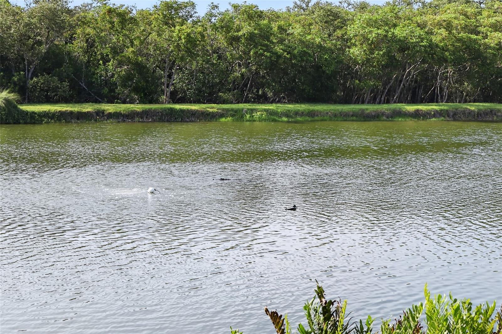 Nature views. See the alligator?