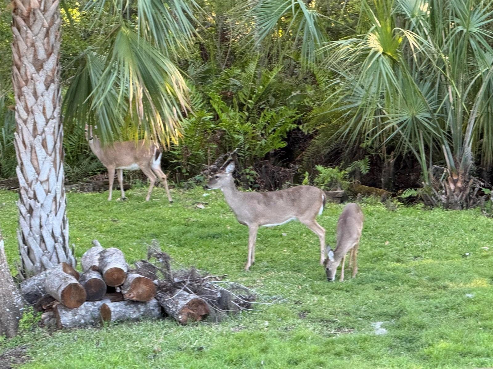 Wildlife in Your Backyard