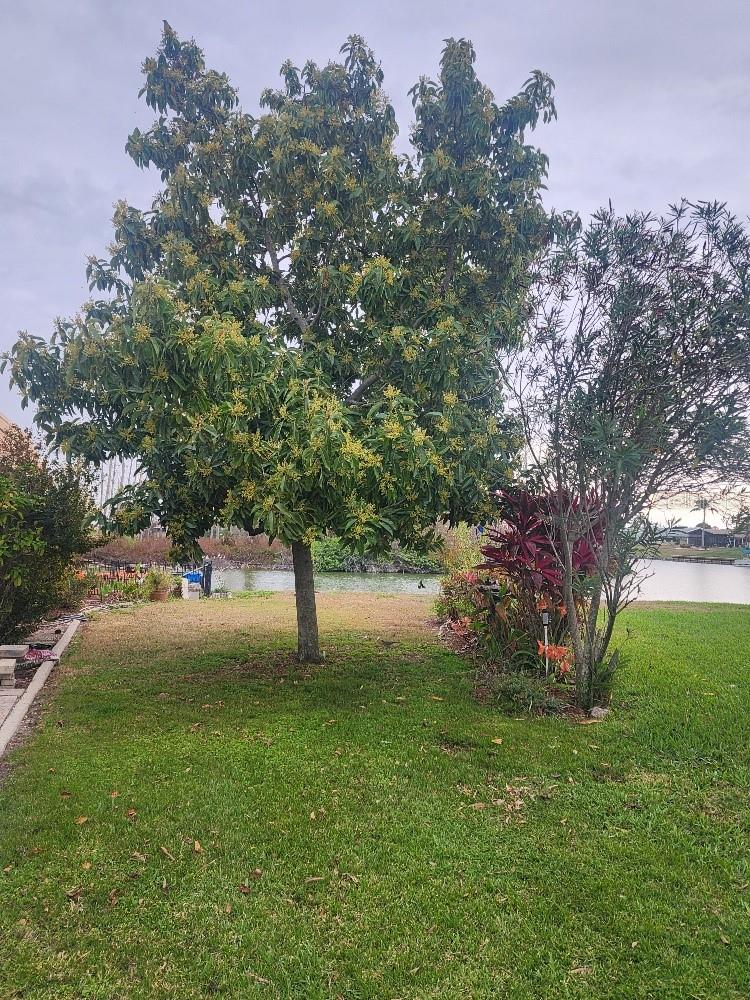 avocado tree
