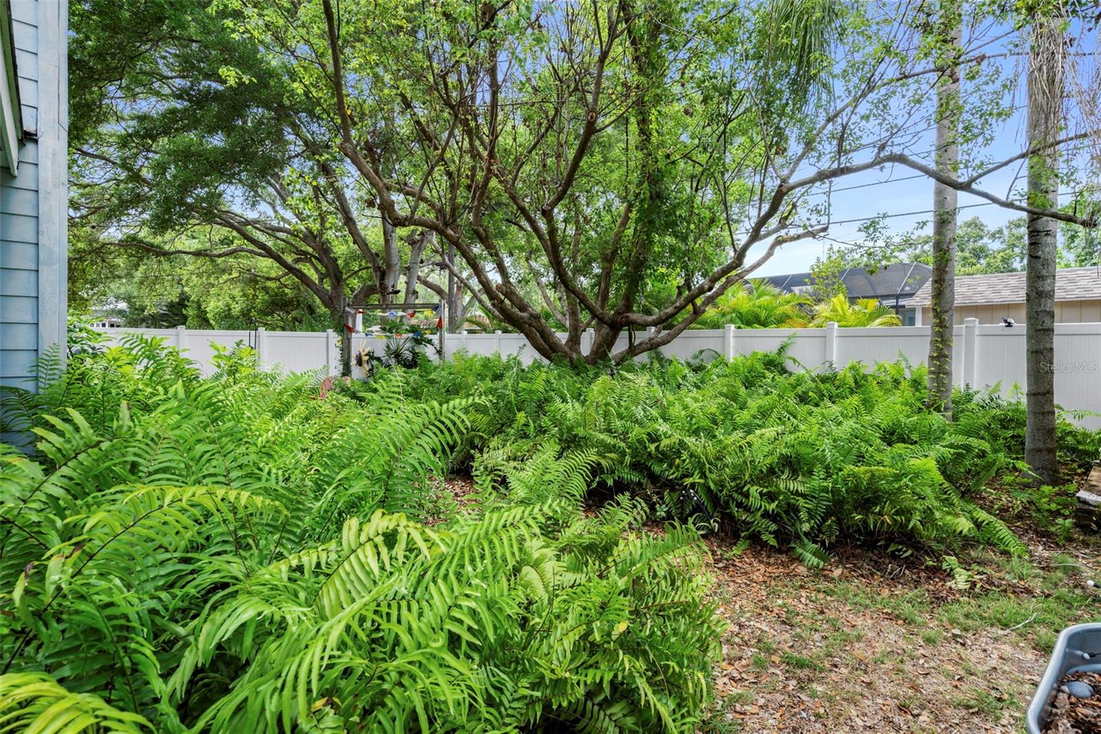 Lush natural landscaping and a great tree for climbing :)