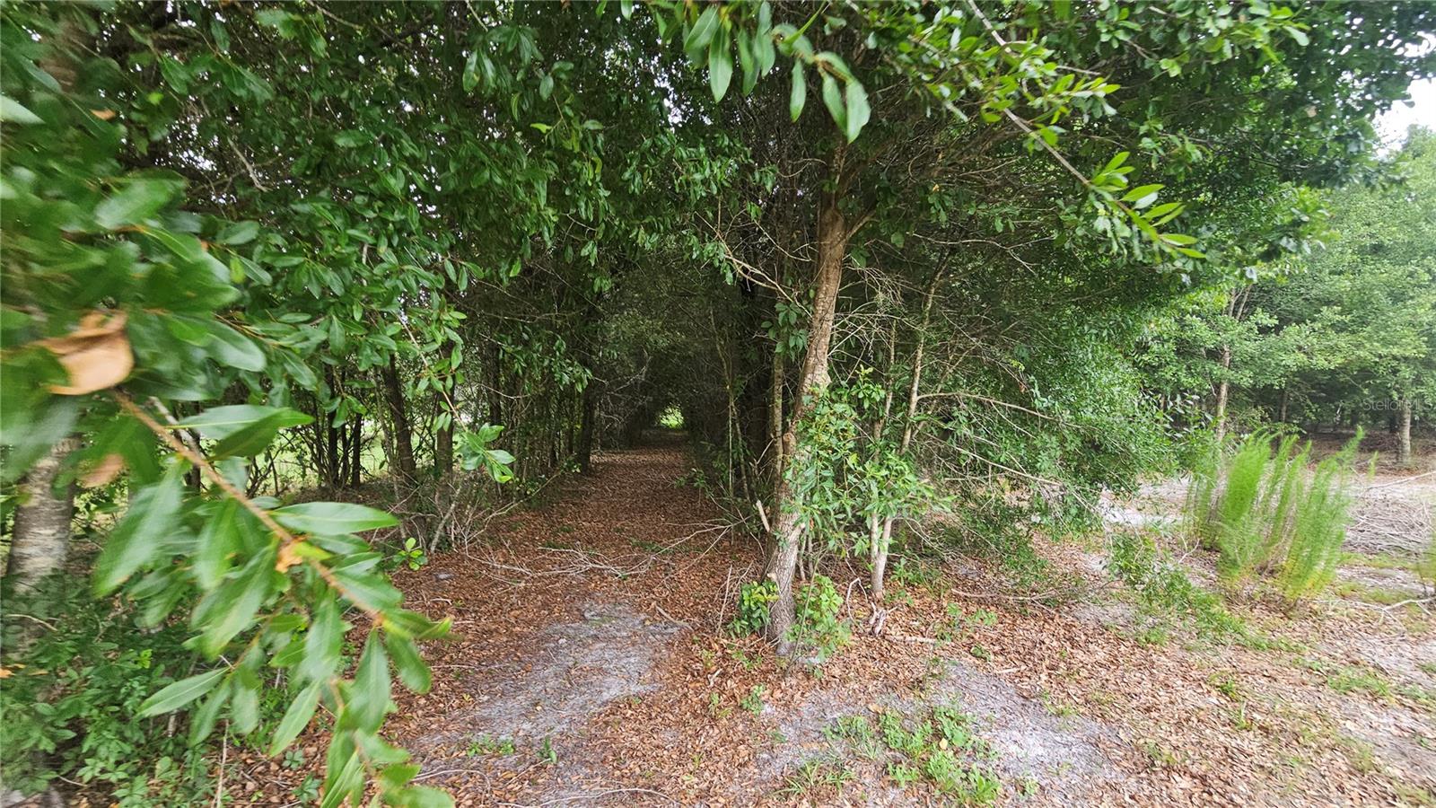 Camp or park your RV for on own personal campgound. Rows and rows of trees with beautiful canopy.