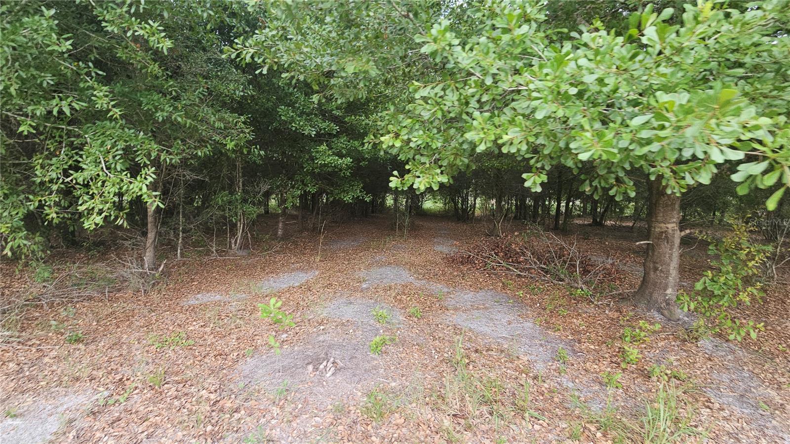 Open section in between the trees perfect fot stargazing.