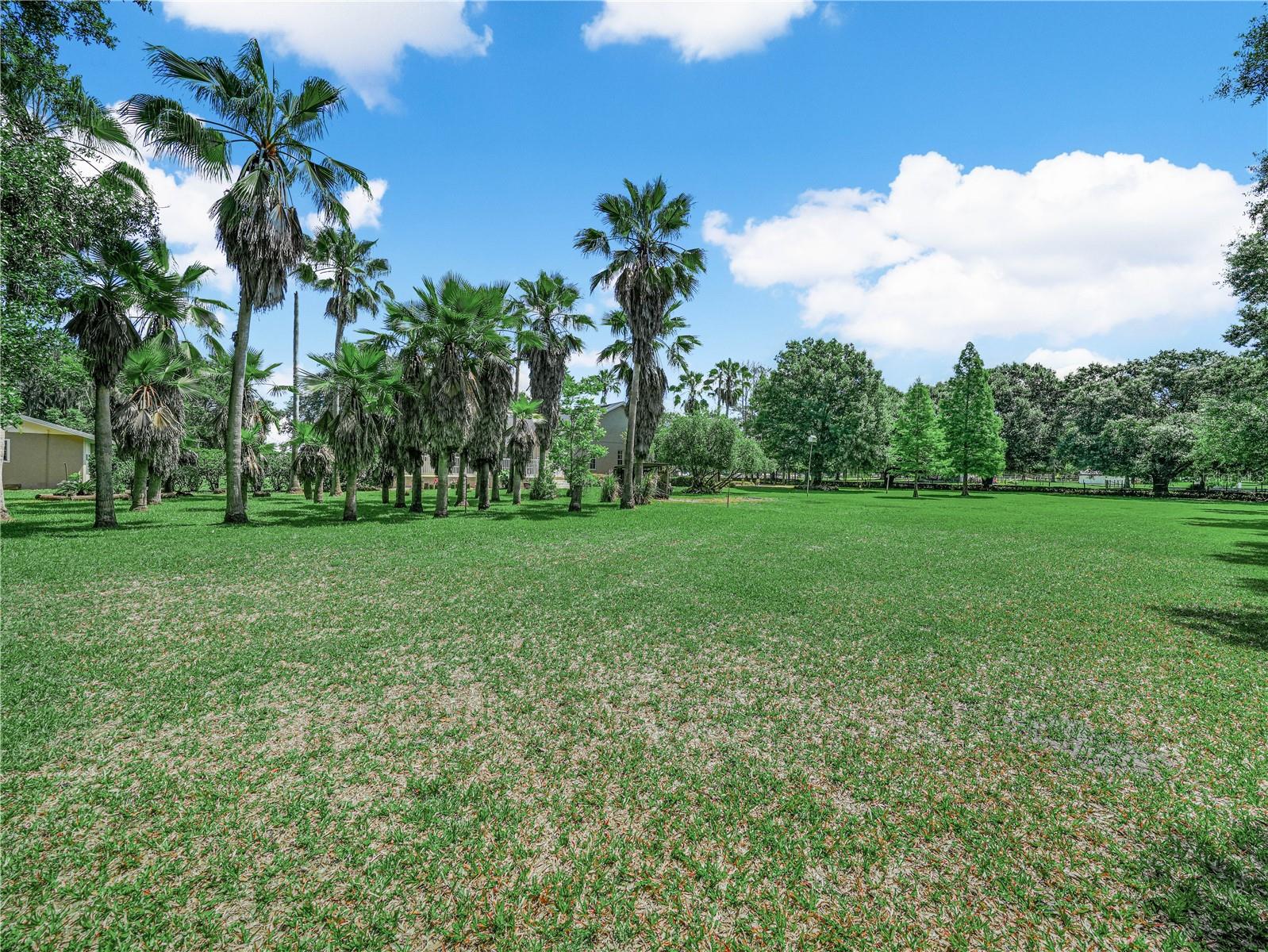 20+ Washingtonian Palm Trees provide shade and ambiance.