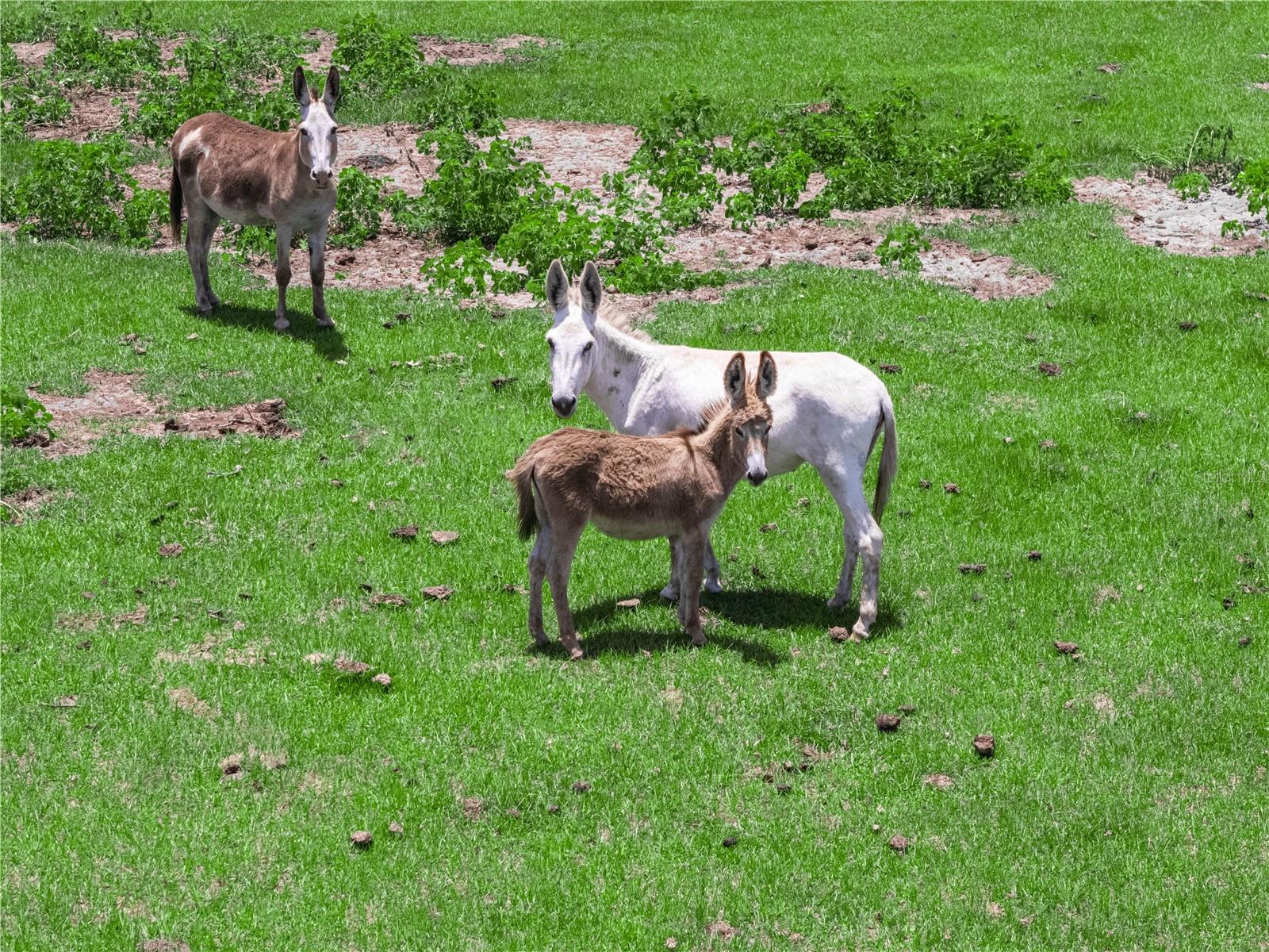 Some Next door Neighbors :)