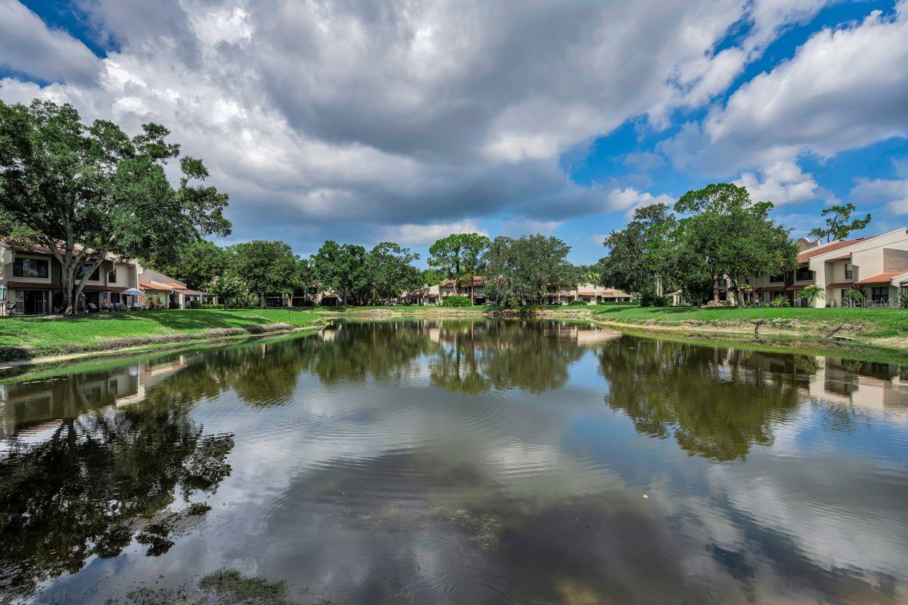 pond view