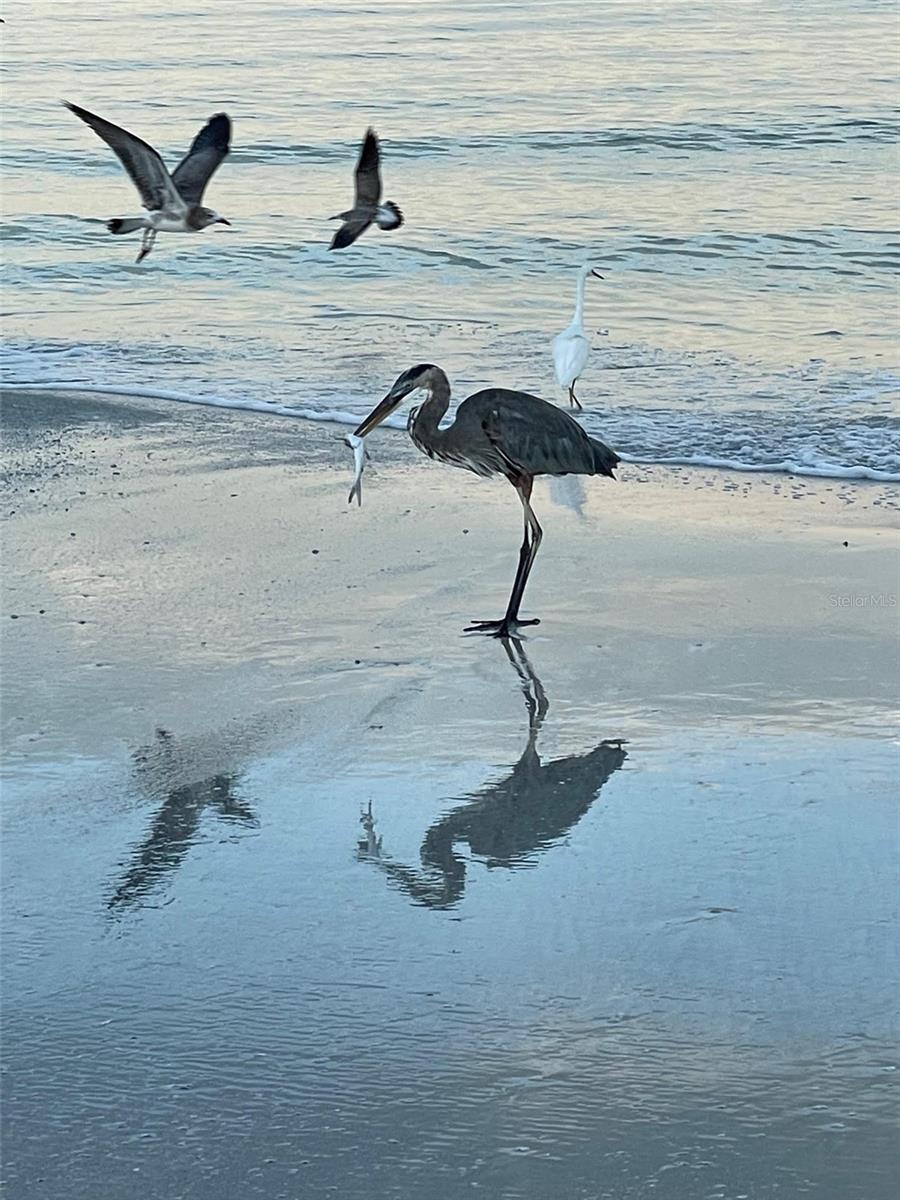 Birds on beach