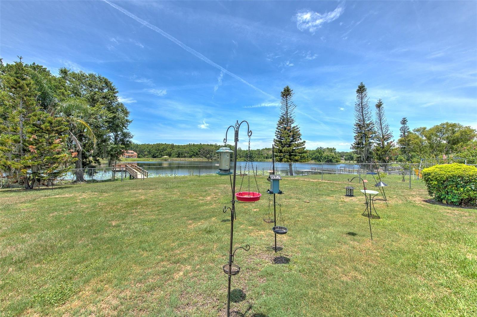 Huge backyard, lots of nature & birds