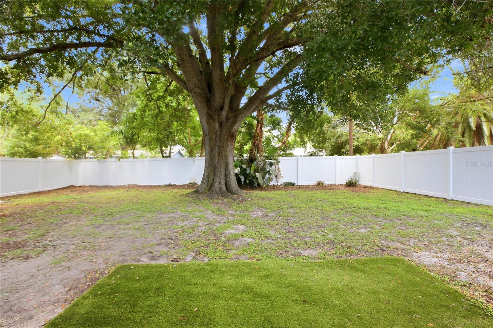 Large Oak Tree