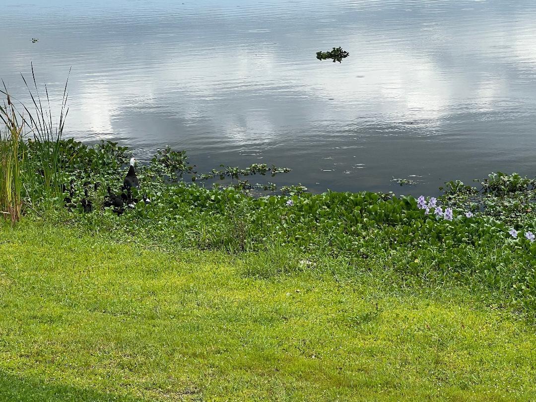 Baby ducks and flowers blooming.